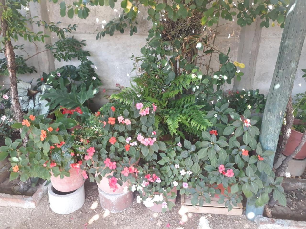 La Casa De Las Flores Lolol Bagian luar foto